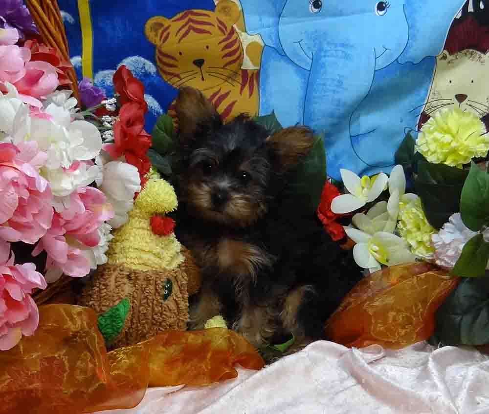 Best Yorkie Breeder, Best Yorkie Baby, Teacup Yorkie